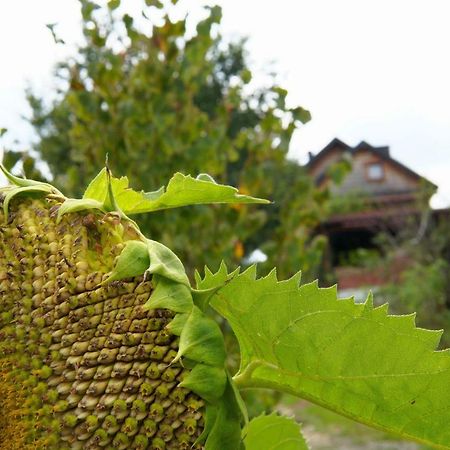 Dom Pachnacy Zywica Villa Bochnia Luaran gambar